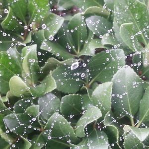 Meet your Posher, Reina